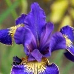 Iris 'Golden Edge' - Iris de Sib�rie Golden Edge