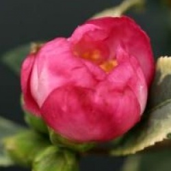 Camellia sasanqua 'Variegata'