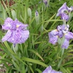 Iris ensata 'Ideal'