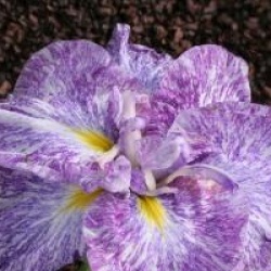 Iris kaempferi Ideal