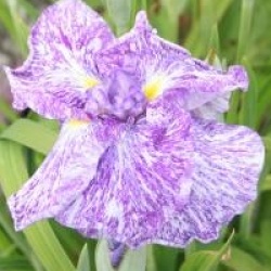 Iris ensata 'Ideal'