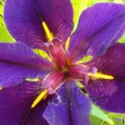 Iris louisiana - Iris de Louisiane