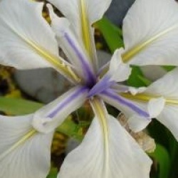 Iris ensata 'Apollo' - Iris kaempferi Apollo