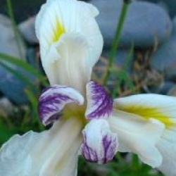 Iris ensata 'Apollo'