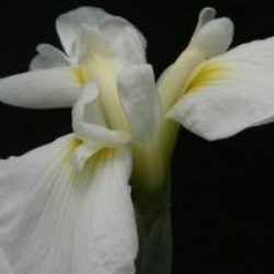 Iris ensata 'Apollo'