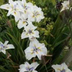 Iris ensata 'Apollo'