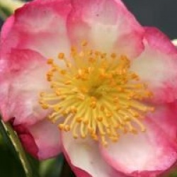 Camellia sasanqua 'Variegata'