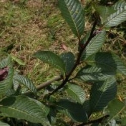 Salix fargesi