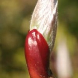 Salix fargesi