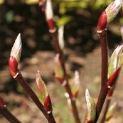 Salix fargesi