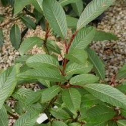 Salix fargesi