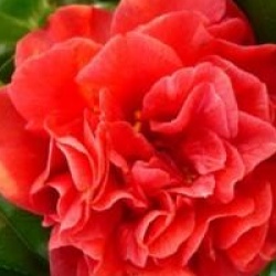 Camellia 'Tom Knudsen' - Cam�lia Tom Knudsen