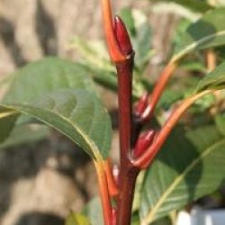 Salix moupinensis