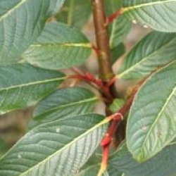 Salix moupinensis