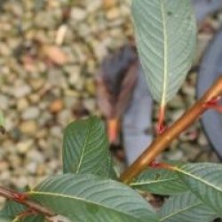 Salix moupinensis