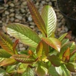 Salix moupinensis