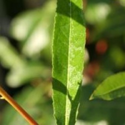 Salix irrorata