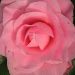 Camellia 'Betty Ridley'