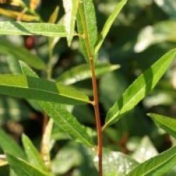 Salix irrorata