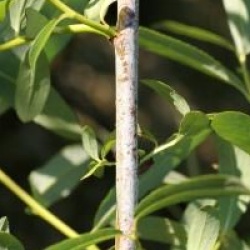 Salix irrorata