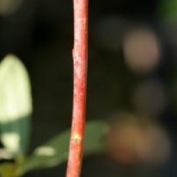 Salix irrorata