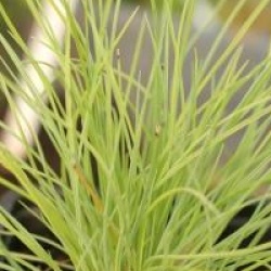 Festuca glauca 'Golden Toupee'