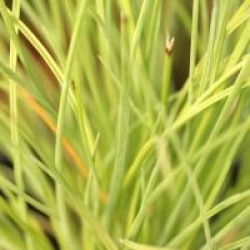 Festuca glauca 'Golden Toupee' - F�tuque � feuillage dor�