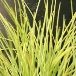 Festuca glauca 'Golden Toupee'