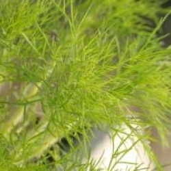 Eupatoire capillifolium 