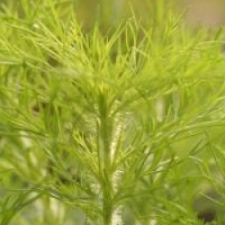 Eupatorium capillifolium 