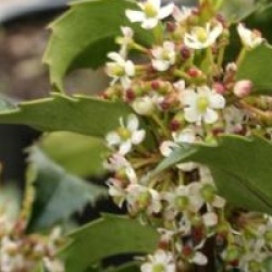 Ilex x meserveae Blue Princess