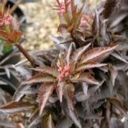 Sambucus nigra f. porphyrophylla 'Black Tower' �