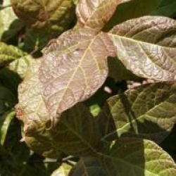 Calycanthus floridus var. glaucus 'Purpureus'