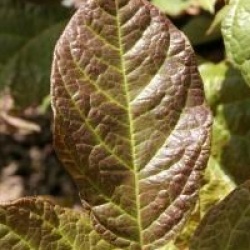 Calycanthus floridus var. glaucus 'Purpureus'