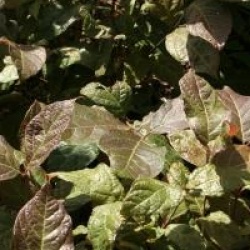 Calycanthus floridus var. glaucus 'Purpureus'
