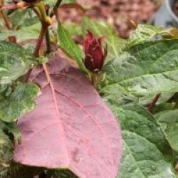 Calycanthus floridus var. glaucus 'Purpureus'