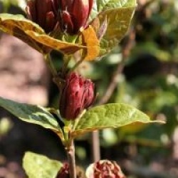 Calycanthus floridus var. glaucus 'Purpureus'