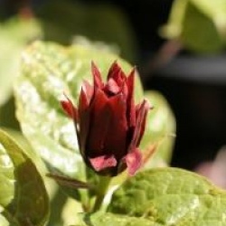 Calycanthus floridus var. glaucus 'Purpureus'