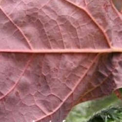 Calycanthus floridus var. glaucus 'Purpureus'