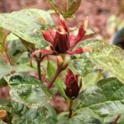 Calycanthus floridus var. glaucus 'Purpureus'