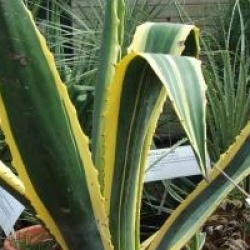 Agave americana 'Variegata' - Agave am�ricaine panach�