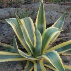 Agave americana 'Variegata'