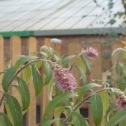 Rostrinucula dependens - Rostrinucula dependens