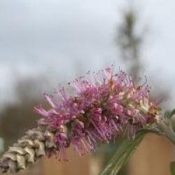 Rostrinucula dependens