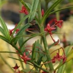 Euonymus nanus var. turkestanicus 