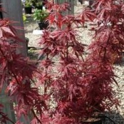 Acer palmatum 'Jerre Schwartz'