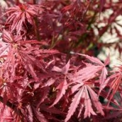 Acer palmatum 'Jerre Schwartz'