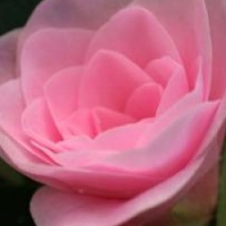 Camellia 'Betty Ridley'