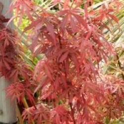 Acer palmatum 'Jerre Schwartz'