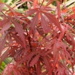 �rable du Japon Jerre Schwartz